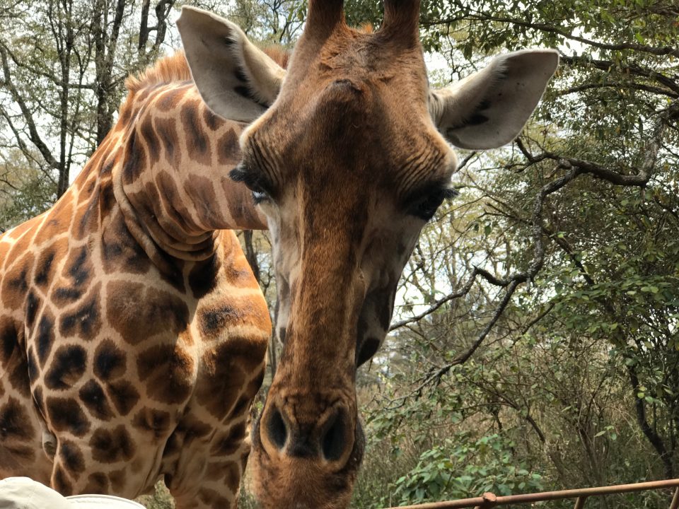 giraffe center Nairobi