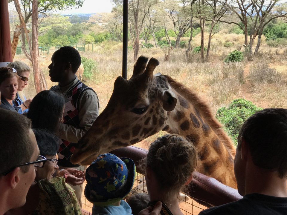giraffa al giraffe centre parco Nairobi